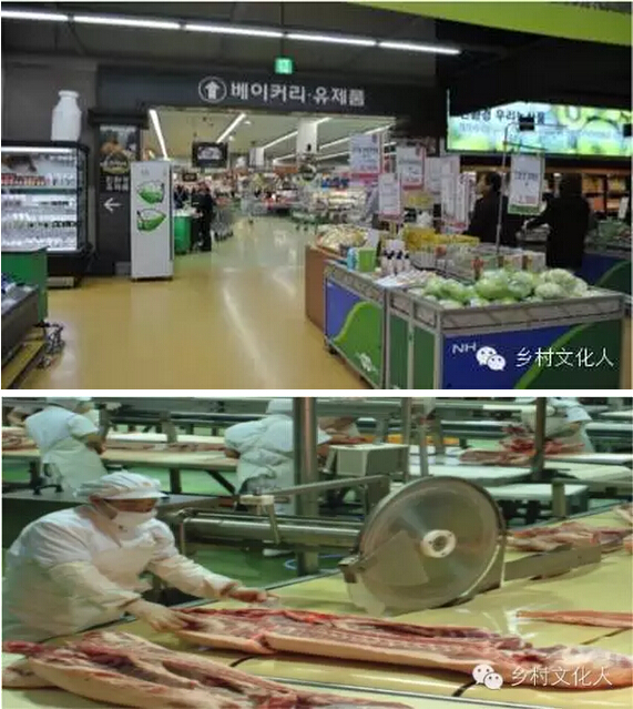 楊團:綜合農協是三農改革的突破口(圖5)