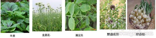 劉國棟:養生農業體系構建與養生農業未來研究方向(圖4)