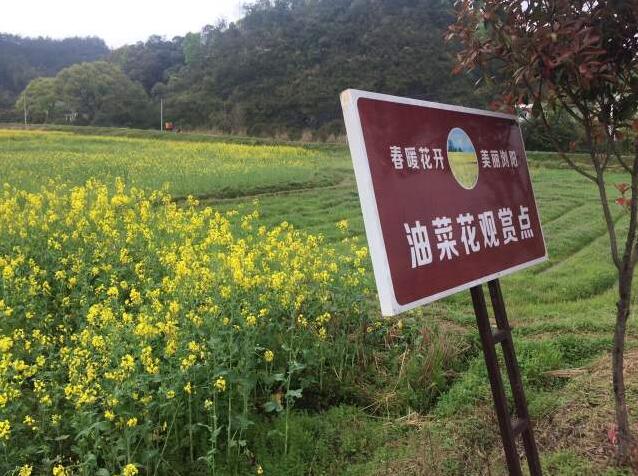 油菜花熱的冷思考(圖2) 油菜花熱的冷思考(圖2)