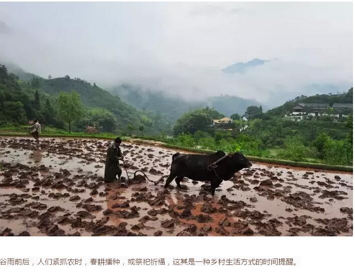 谷雨前后的鄉(xiāng)村(圖2)