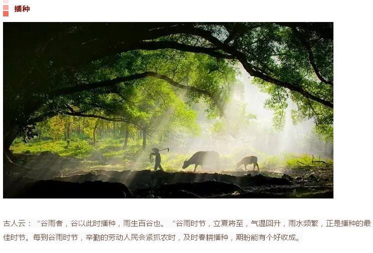 谷雨前后的鄉(xiāng)村(圖4)