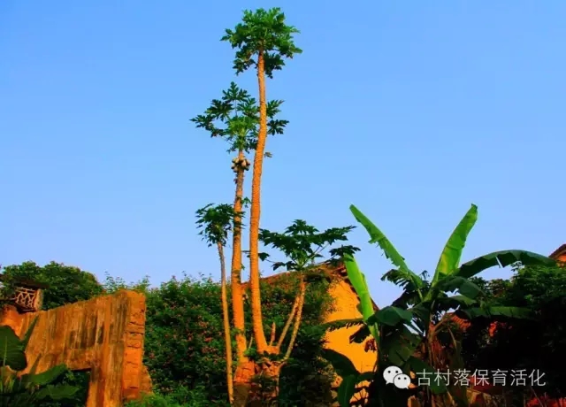 古村落之殤:空心化、過度開發(fā)致數(shù)量銳減(圖7)
