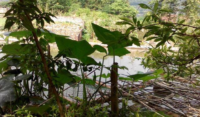 最淳樸的鄉親們:原始春耕(圖19)