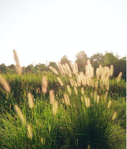 清新自然的農(nóng)村好風(fēng)景(圖4)