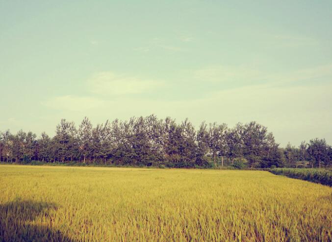 清新自然的農(nóng)村好風(fēng)景(圖8)