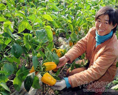 十四,特色果蔬種植.jpg